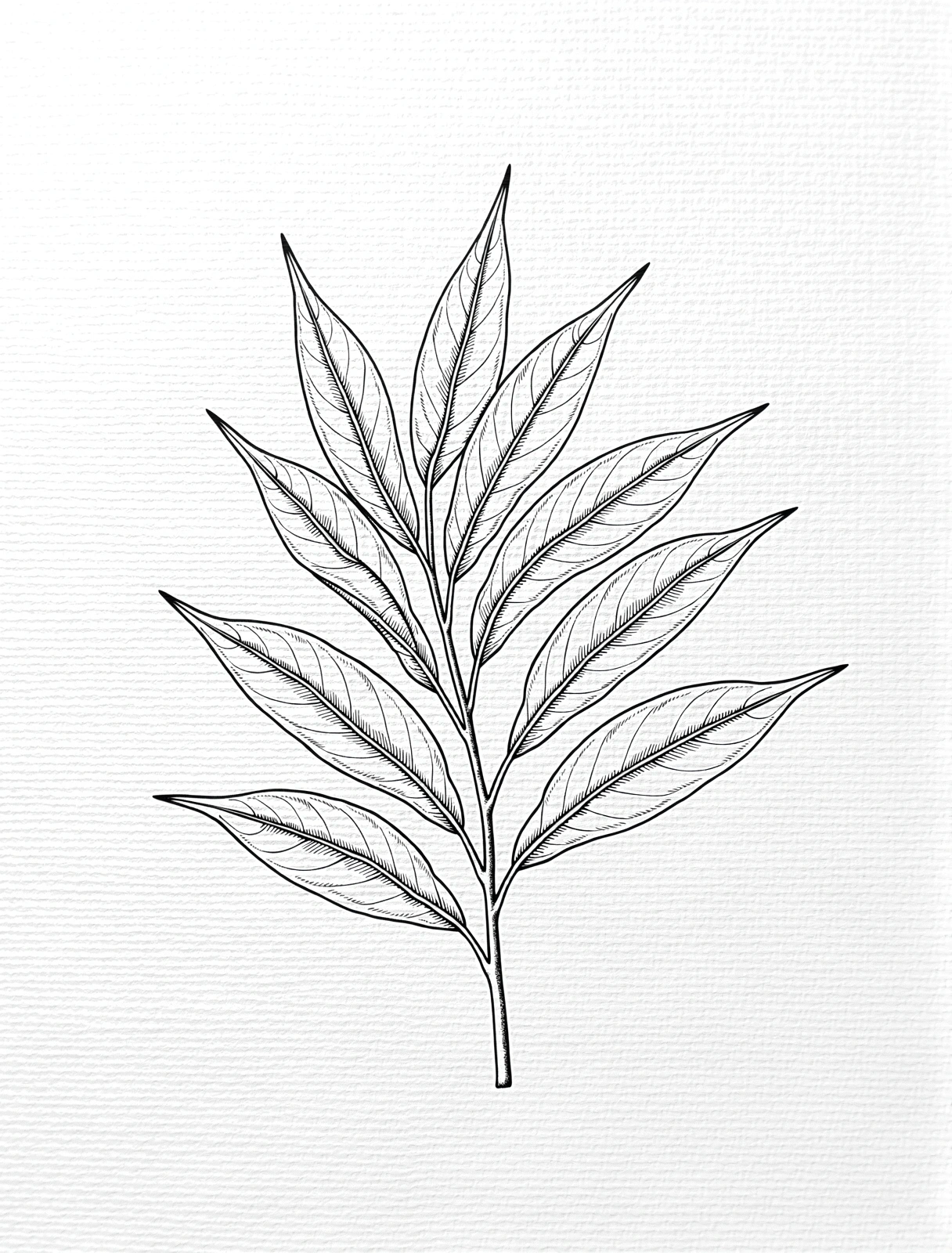 Arsip Botani UrinSehat